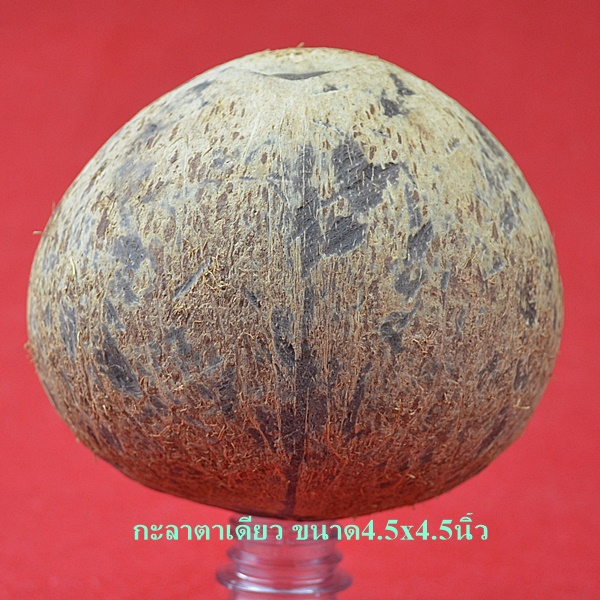 กะลาตาเดียว ขนาด4.5x4.5นิ้ว