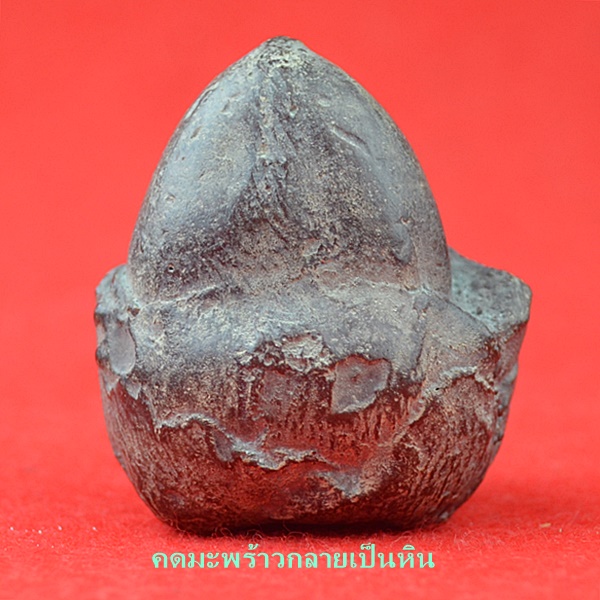 คดมะพร้าวกลายเป็นหิน