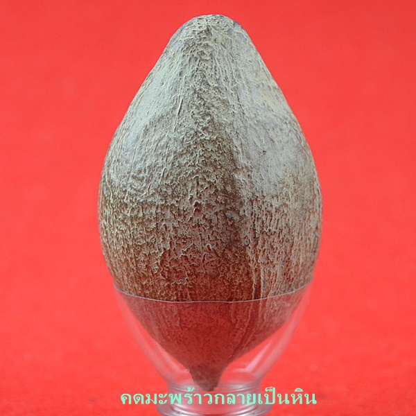 คดมะพร้าวกลายเป็นหิน