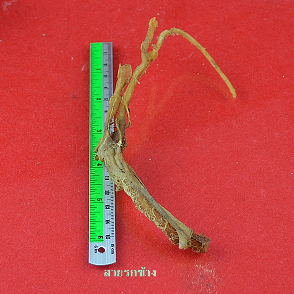 สายรกช้าง ของขลังชนิดพิเศษ