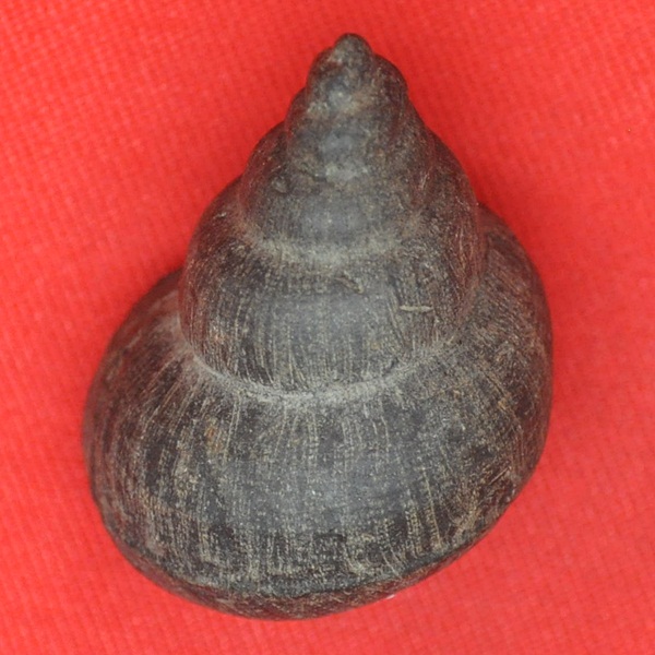 คตหอย