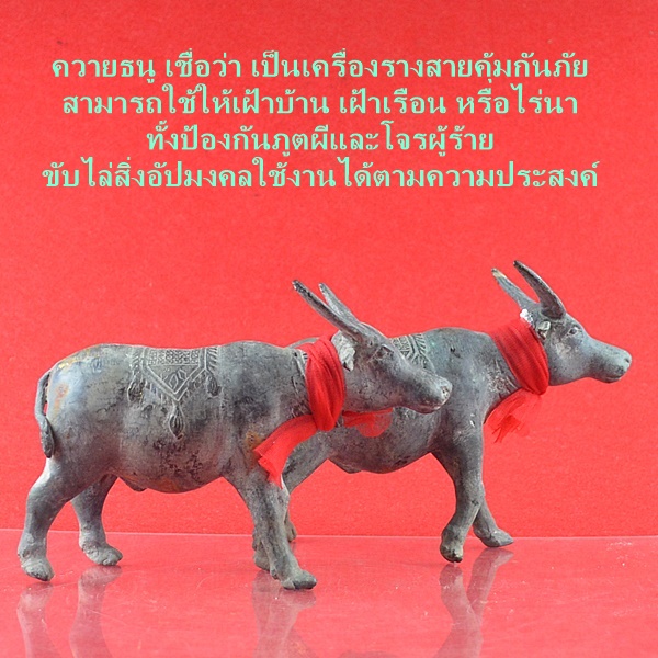 ควายธนู สูง 6.5
